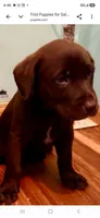 Chocolate Dream, a female German Shorthaired Pointer and Labrador Retriever for sale in Rockton, IL – 2 of 2