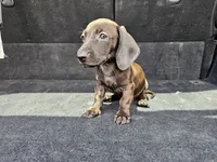 Lola, a female Miniature Dachshund for sale in San Fidel, NM – 3 of 5