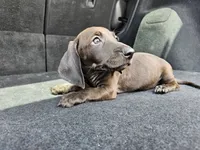 Lola, a female Miniature Dachshund for sale in San Fidel, NM – 2 of 5