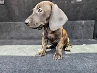 Lola, a female Miniature Dachshund for sale in San Fidel, NM – 4 of 5