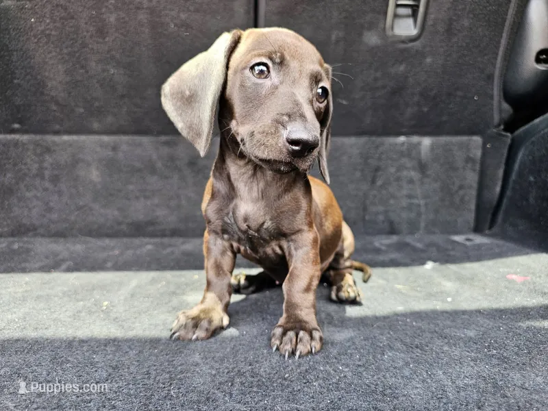 Lola – Miniature Dachshund puppy for sale in San Fidel, NM