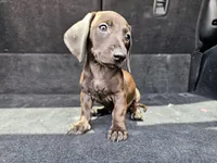 Lola, a female Miniature Dachshund for sale in San Fidel, NM – 1 of 5