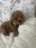 Sammy, a male Maltipoo for sale in Hellertown, PA – 2 of 2
