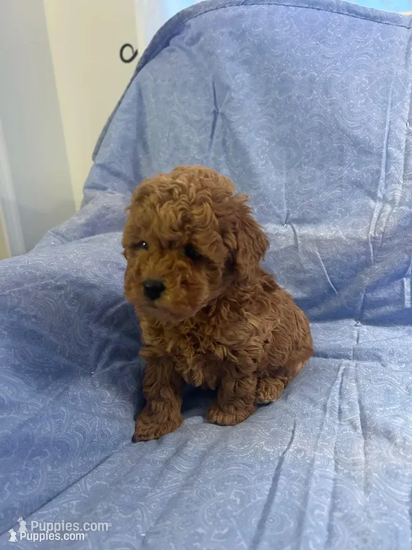 Sammy – Maltipoo puppy for sale in Hellertown, PA