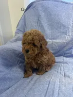 Sammy, a male Maltipoo for sale in Hellertown, PA – Photo 2 of 2