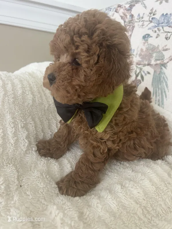 Sammy – Maltipoo puppy for sale in Hellertown, PA