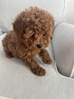 Finn, a male Maltipoo for sale in Hellertown, PA – Photo 2 of 3