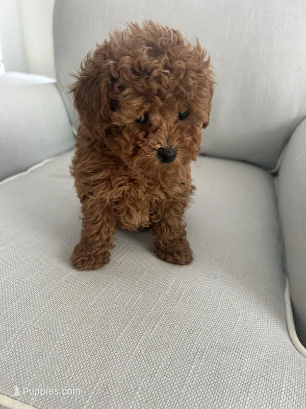 Finn, a male Maltipoo for sale in Hellertown, PA – Photo 1 of 3