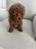 Finn, a male Maltipoo for sale in Hellertown, PA – Photo 1 of 3