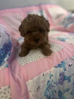 Sasha, a female Maltipoo for sale in Hellertown, PA – Photo 1 of 2