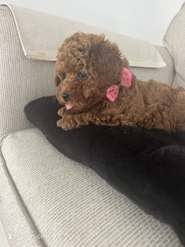 Sasha – Maltipoo puppy for sale in Hellertown, PA