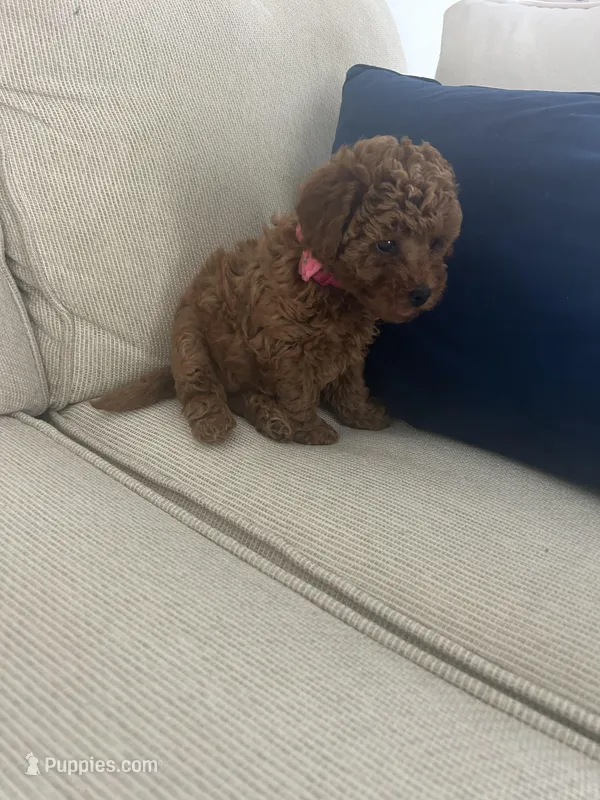 Sasha – Maltipoo puppy for sale in Hellertown, PA