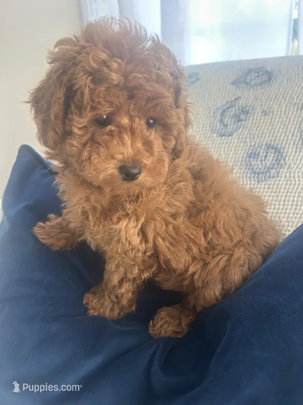 Sadie , a female Maltipoo for sale in Hellertown, PA – 1 of 2