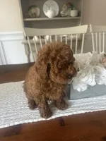 Sadie , a female Maltipoo for sale in Hellertown, PA – 2 of 2