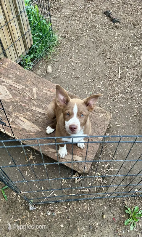 Brownie – Border Collie puppy for sale in Martinsville, IN