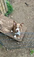 Brownie, a female Border Collie for sale in Martinsville, IN – 1 of 4
