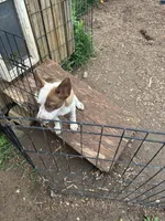 2.0, a male Border Collie for sale in Martinsville, IN – 3 of 5