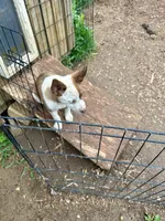 2.0, a male Border Collie for sale in Martinsville, IN – 2 of 5