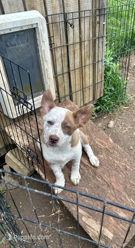 2.0 – Border Collie puppy for sale in Martinsville, IN