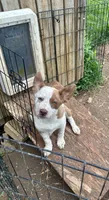2.0, a male Border Collie for sale in Martinsville, IN – 1 of 5