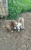 2.0, a male Border Collie for sale in Martinsville, IN – 4 of 5