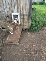 2.0, a male Border Collie for sale in Martinsville, IN – 5 of 5