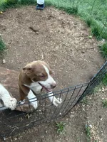 Brownie, a female Border Collie for sale in Martinsville, IN – 2 of 4
