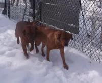 lab red boy, a male Labrador Retriever for sale in Sandy Creek, NY – 2 of 3