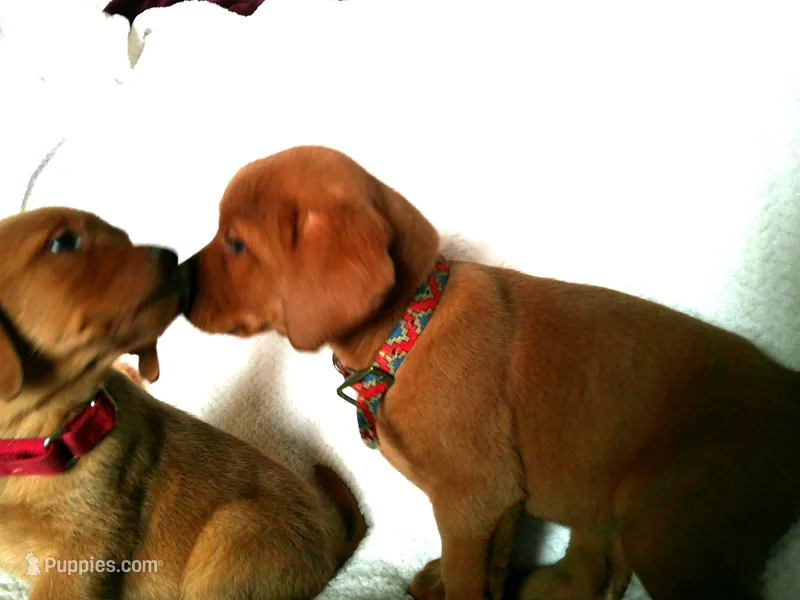 LAB FOX Red b2 – Labrador Retriever puppy for sale in Sandy Creek, NY