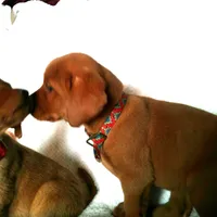 LAB FOX Red b2, a male Labrador Retriever for sale in Sandy Creek, NY – 1 of 1