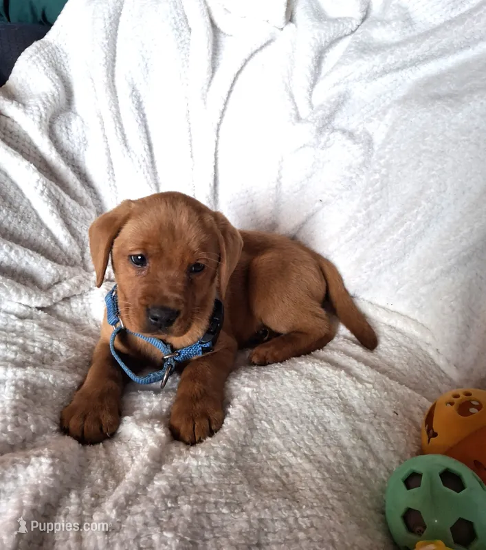 Lab FOX RED b – Labrador Retriever puppy for sale in Sandy Creek, NY