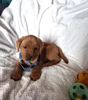 Lab FOX RED b, a male Labrador Retriever for sale in Sandy Creek, NY – 1 of 3