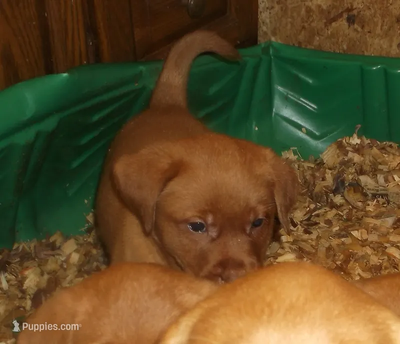 lab red boy – Labrador Retriever puppy for sale in Sandy Creek, NY