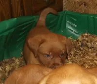 lab red boy, a male Labrador Retriever for sale in Sandy Creek, NY – 1 of 3