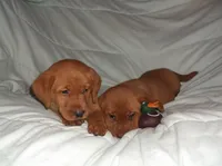 lab red boy, a male Labrador Retriever for sale in Sandy Creek, NY – 3 of 3