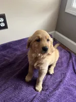 Golden Girl, a male Golden Retriever for sale in Nancy, KY – 3 of 3