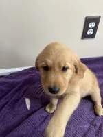 Golden Girl, a male Golden Retriever for sale in Nancy, KY – 2 of 3