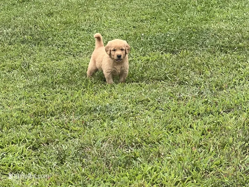 Golden Male – Golden Retriever puppy for sale in Sidney, OH