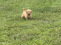 Golden Male, a male Golden Retriever for sale in Sidney, OH – 1 of 1