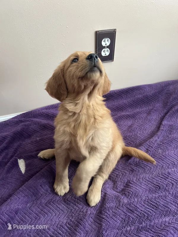 Golden Girl – Golden Retriever puppy for sale in Sidney, OH