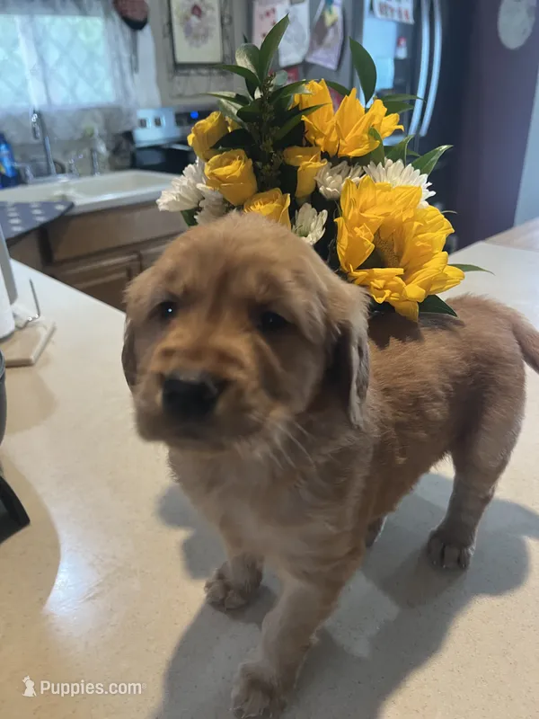 Golden Girl – Golden Retriever puppy for sale in Sidney, OH