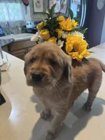 Golden Girl, a male Golden Retriever for sale in Sidney, OH – 1 of 1