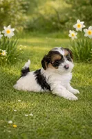 Charlie, a male Yorkipoo for sale in Malvern, AR – Photo 1 of 2