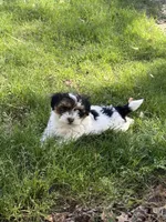 Charlie, a male Yorkipoo for sale in Malvern, AR – Photo 2 of 2