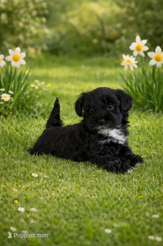 Rich – Yorkipoo puppy for sale in Malvern, AR