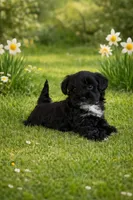 Rich, a male Yorkipoo for sale in Malvern, AR – Photo 1 of 2