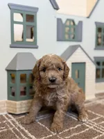 Lightening, a male Miniature Goldendoodle for sale in Waco, TX – Photo 2 of 6