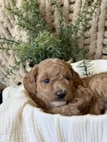 Lightening, a male Miniature Goldendoodle for sale in Waco, TX – Photo 4 of 6