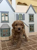 Lightening, a male Miniature Goldendoodle for sale in Waco, TX – Photo 5 of 6