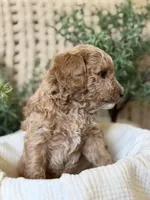 Lightening, a male Miniature Goldendoodle for sale in Waco, TX – Photo 3 of 6